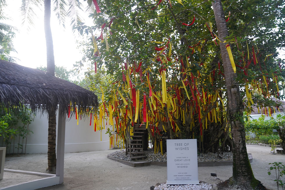 Tree with red and yellow ribbons in a garden setting. A sign reads "Tree of Wishes." Thatched roof structure visible to the left.