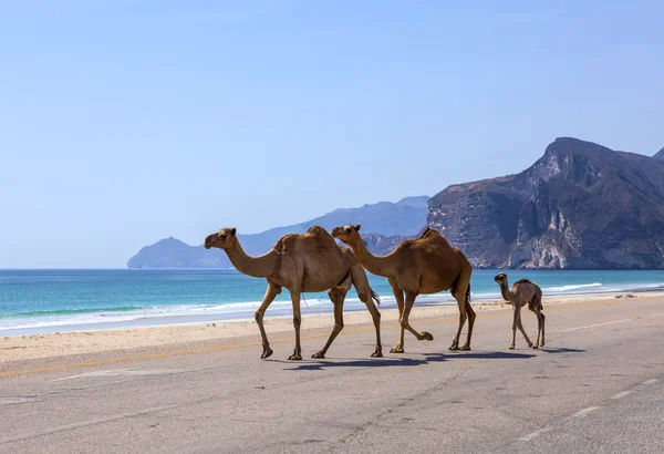 Three camels walk along a coastal road with a sea and mountain backdrop. The sky is clear, creating a serene atmosphere.