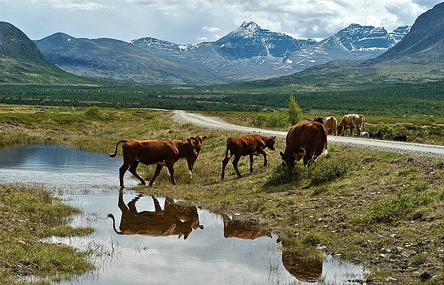 Cows graze near a puddle reflecting them, set against a backdrop of green fields and snow-capped mountains. Cloudy sky above.