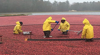 cranberries.bmp