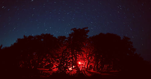 Silhouetted trees under a starry night sky with red light_edited_edited.jpg