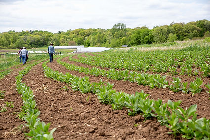 Farmers walking in a field of pea shoots