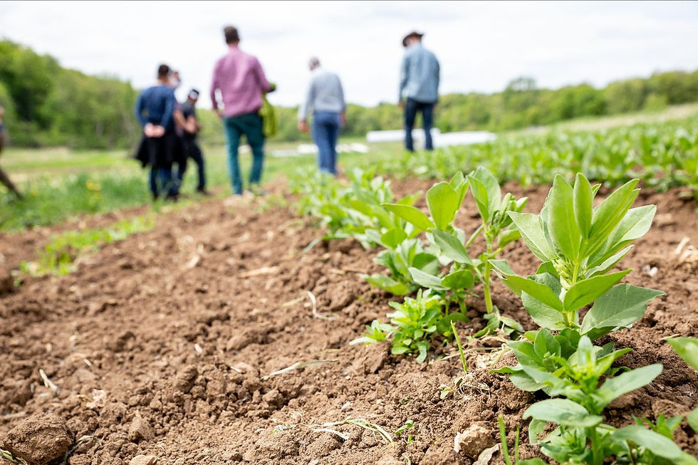 Group walking in a field of pea shoots