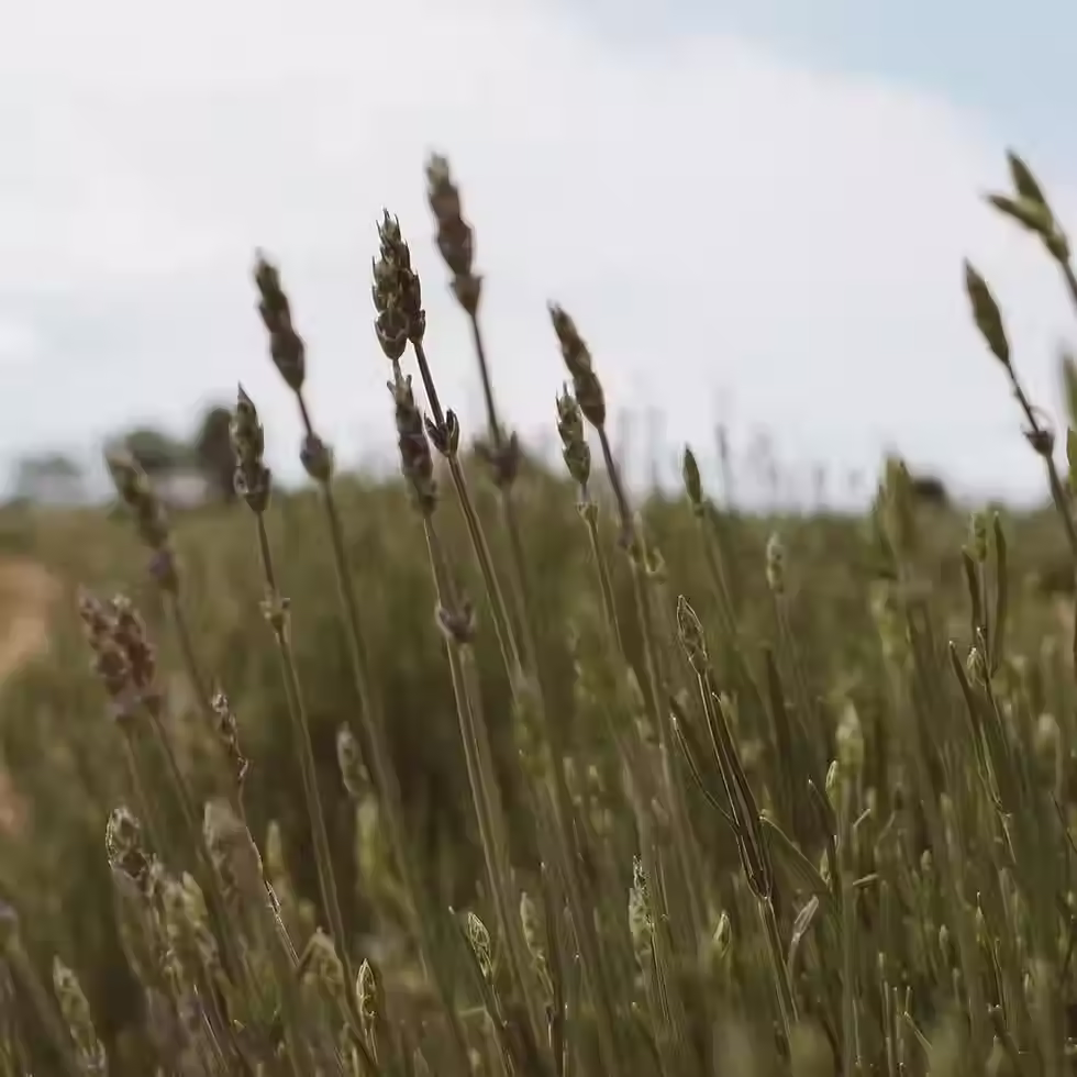 Miniature : Brume visage lavande Goldrick Natural Living soin naturel peau sensible vue 2