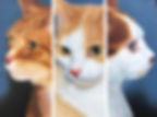 A Tail of Three Kitties