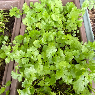 SALT - GARDENING | Salt Fellowship