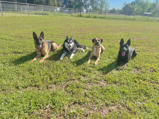 copy_083C13B8-C066-47B3-A0DF-9A6D74EFE5A8.jpeg