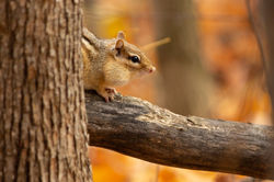 Chipmunk with Full Pouches