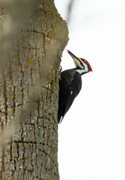 Pileated Woodpecker