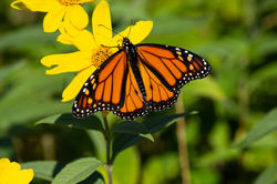Monarch on the Edge of the Woods