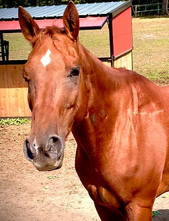 Horse Cody