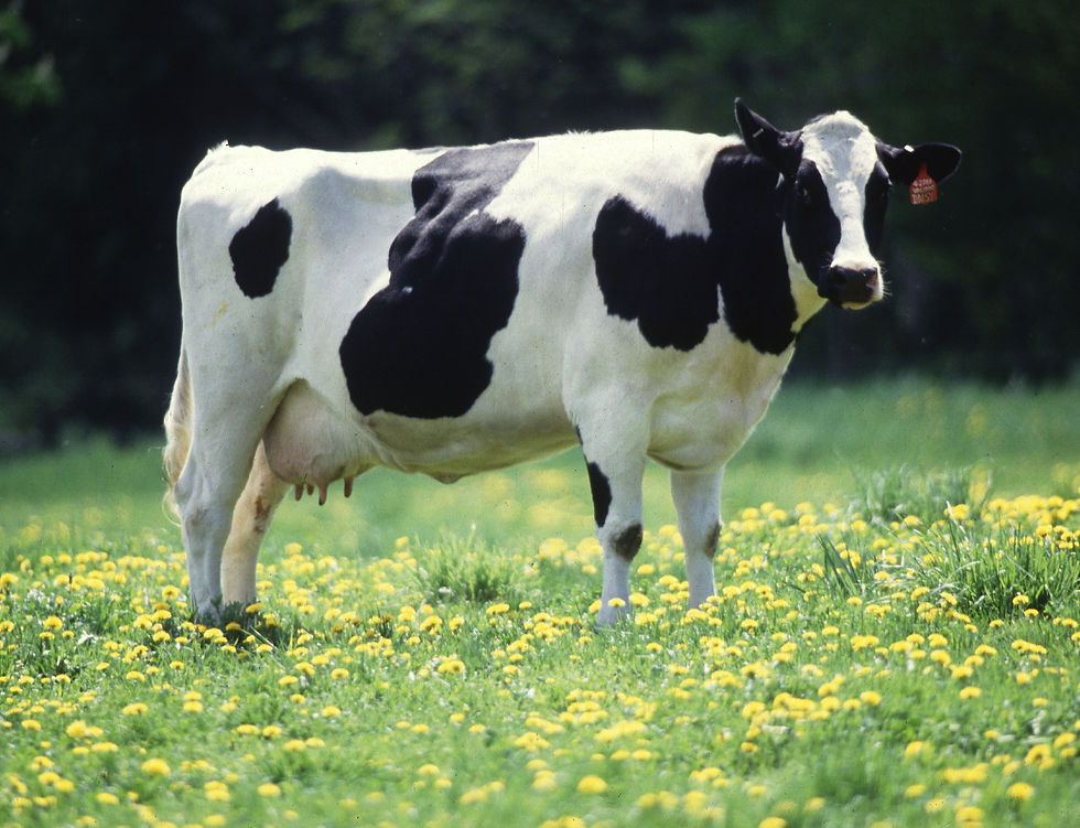Dairy cattle grazing on a European pasture - illustrating the climate footprint of conventional dairy and the case for hybrid meat and dairy products.