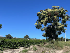 「ふかいり」vol.52　ブラジル　バイーア州ピアタン　モエテ農園　 2025/12/18出荷開始　【コーヒー豆の通販ならNifCoffee】