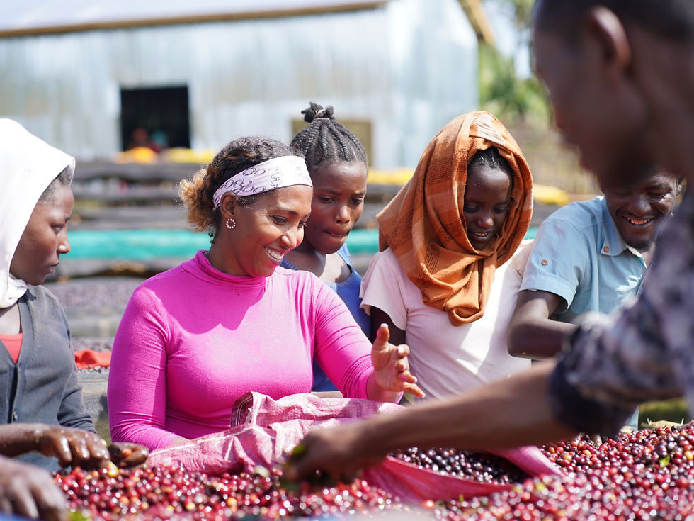 The ethiopian coffee