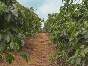 「ふつう」vol.28　ケニア　ニエリ　キアワムルルWS　2023/12/8～出荷開始　　【コーヒー豆の通販ならNifCoffee】