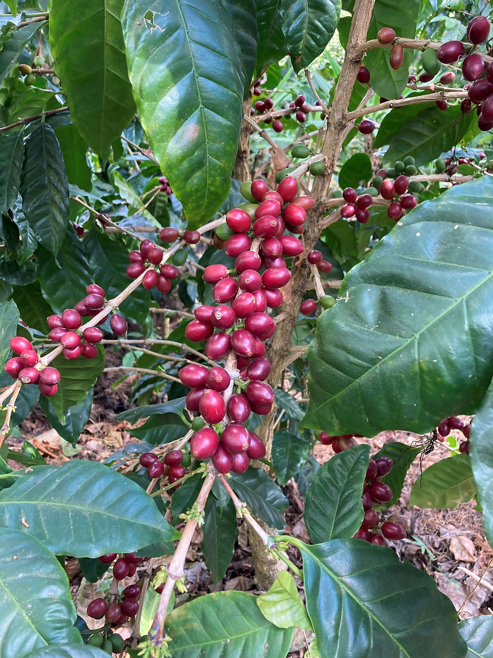 「ふつう」vol.51 エルサルバドル アワチャパン県アパネカ 2025/12/26~出荷開始 【コーヒー豆の通販ならNifCoffee】