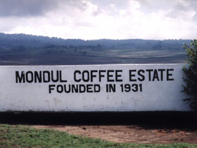 「ふつう」vol.26 タンザニア キリマンジャロ モンデュール農園 2023/9/27~出荷開始 【コーヒー豆の通販ならNifCoffee】