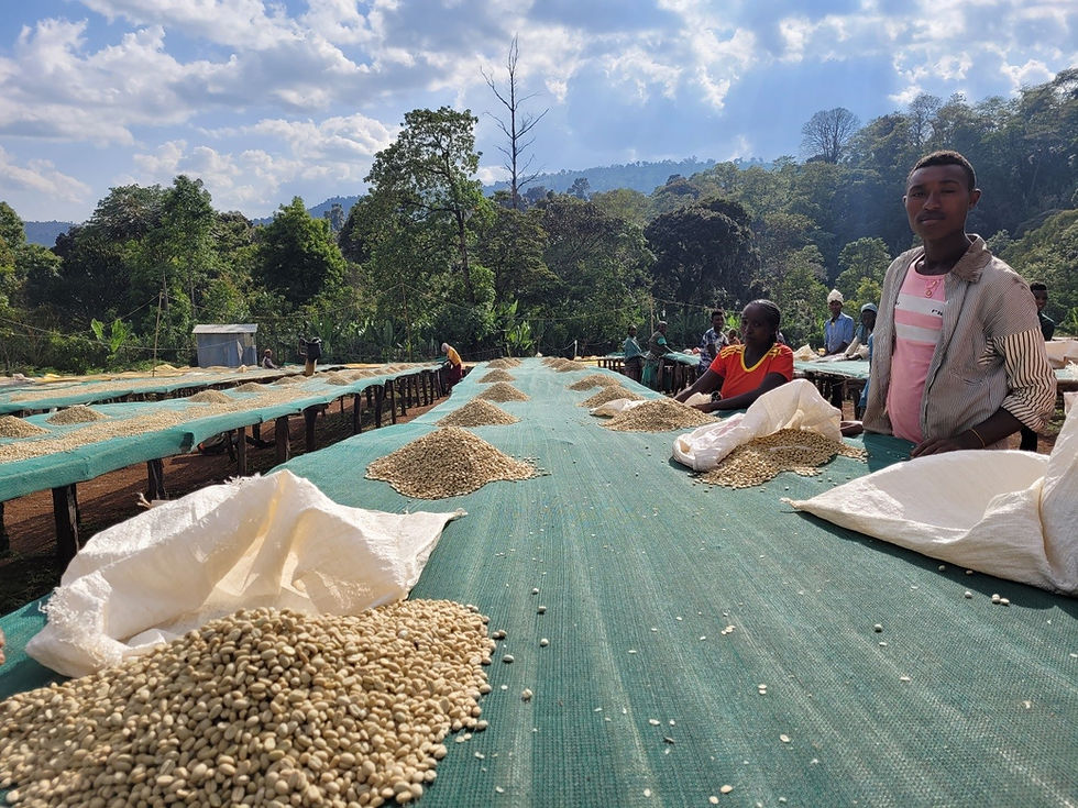 drying coffee cherry2