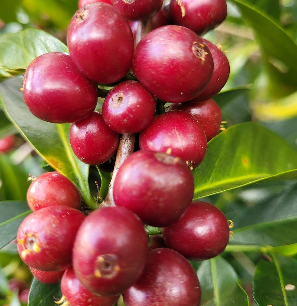 Ethipian Coffee Cherry