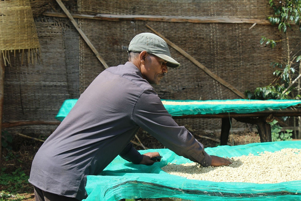 drying coffee cherry1