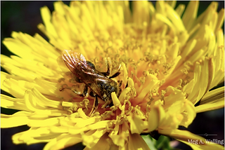 Dandelion