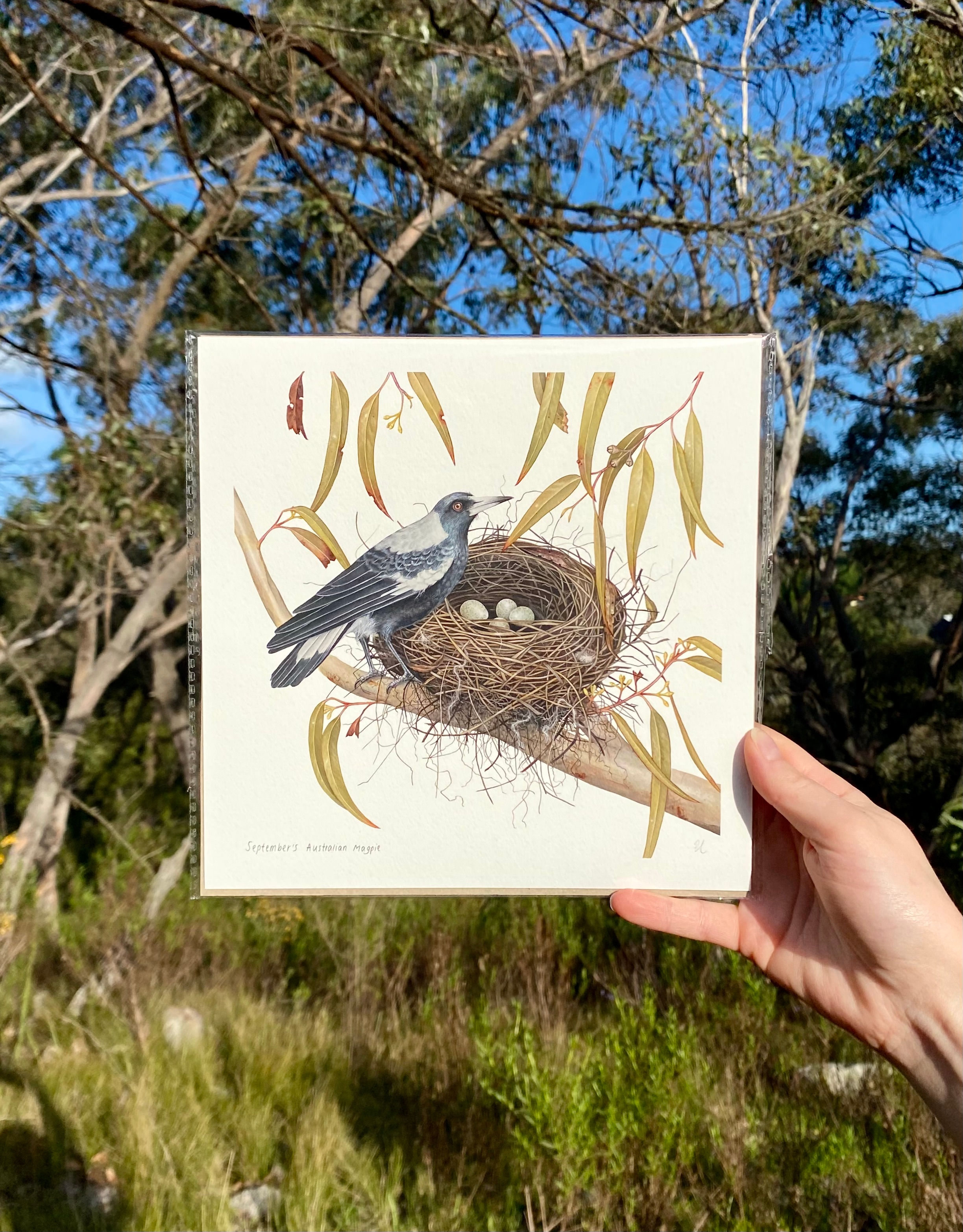 September's Australian Magpie - 21 x 21 cm Print