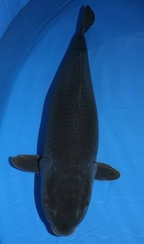 Karasu Koi (Black Carp)