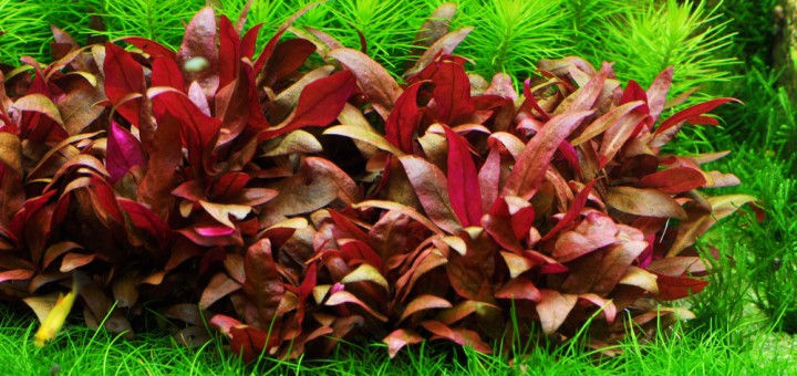 Alternanthera reineckii Mini