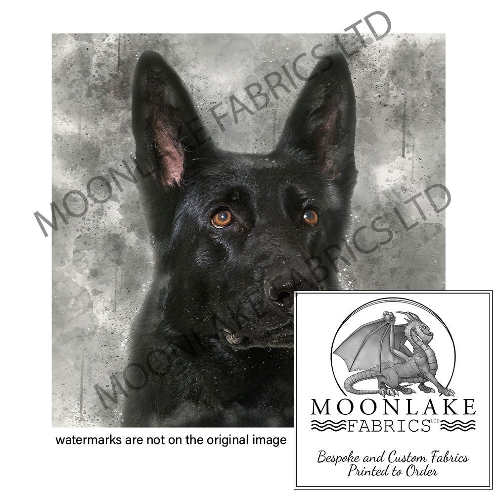 Black Alsatian / Shepherd Dog