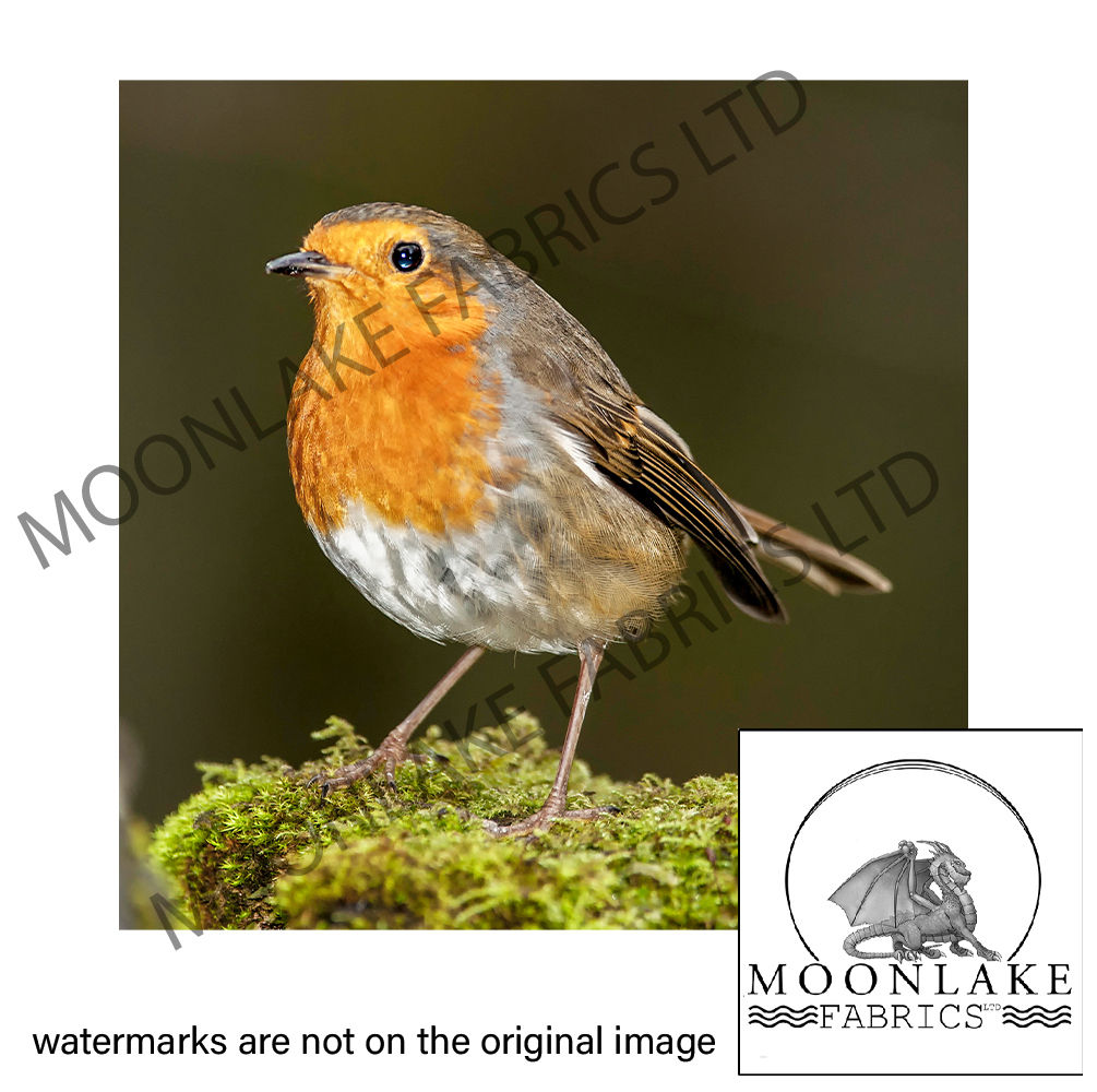 Robin on Moss