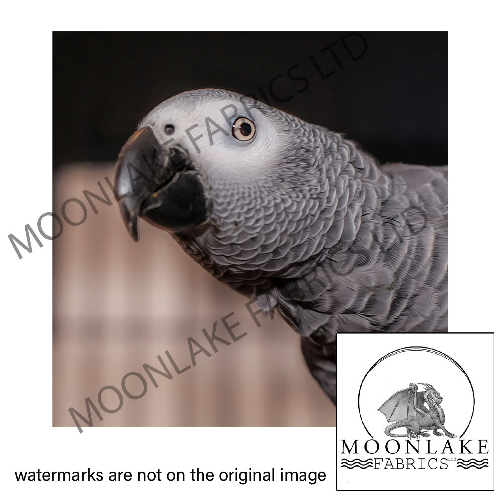 African Grey Parrot
