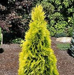 arborvitae.jpg
