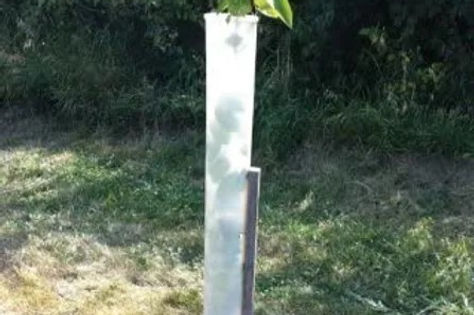 Tree Tube.jpg
