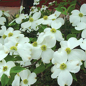 whitedogwood3.jpg