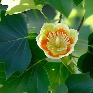 tulip poplar.jpg