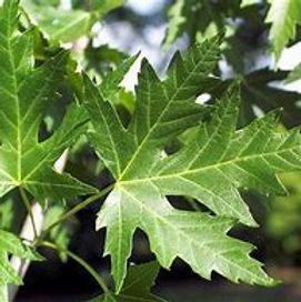 silver maple.jpg