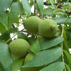 Black_Walnut.jpg