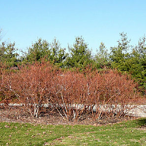 RedOsierDogwood4.jpg