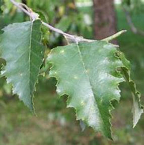 river birch.jpg