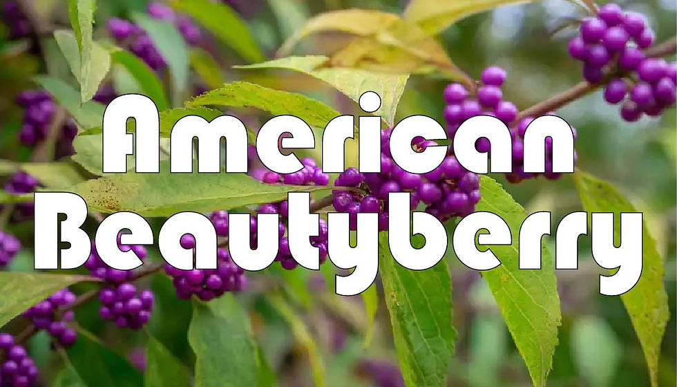 American Beautyberry.jpg