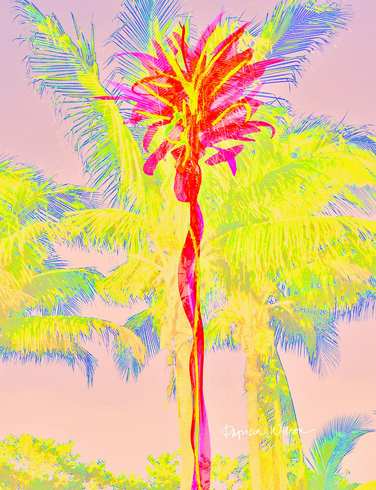 fuchsia palm.jpg