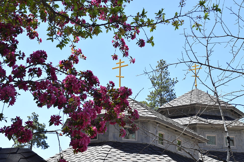 Spring pic at shrine