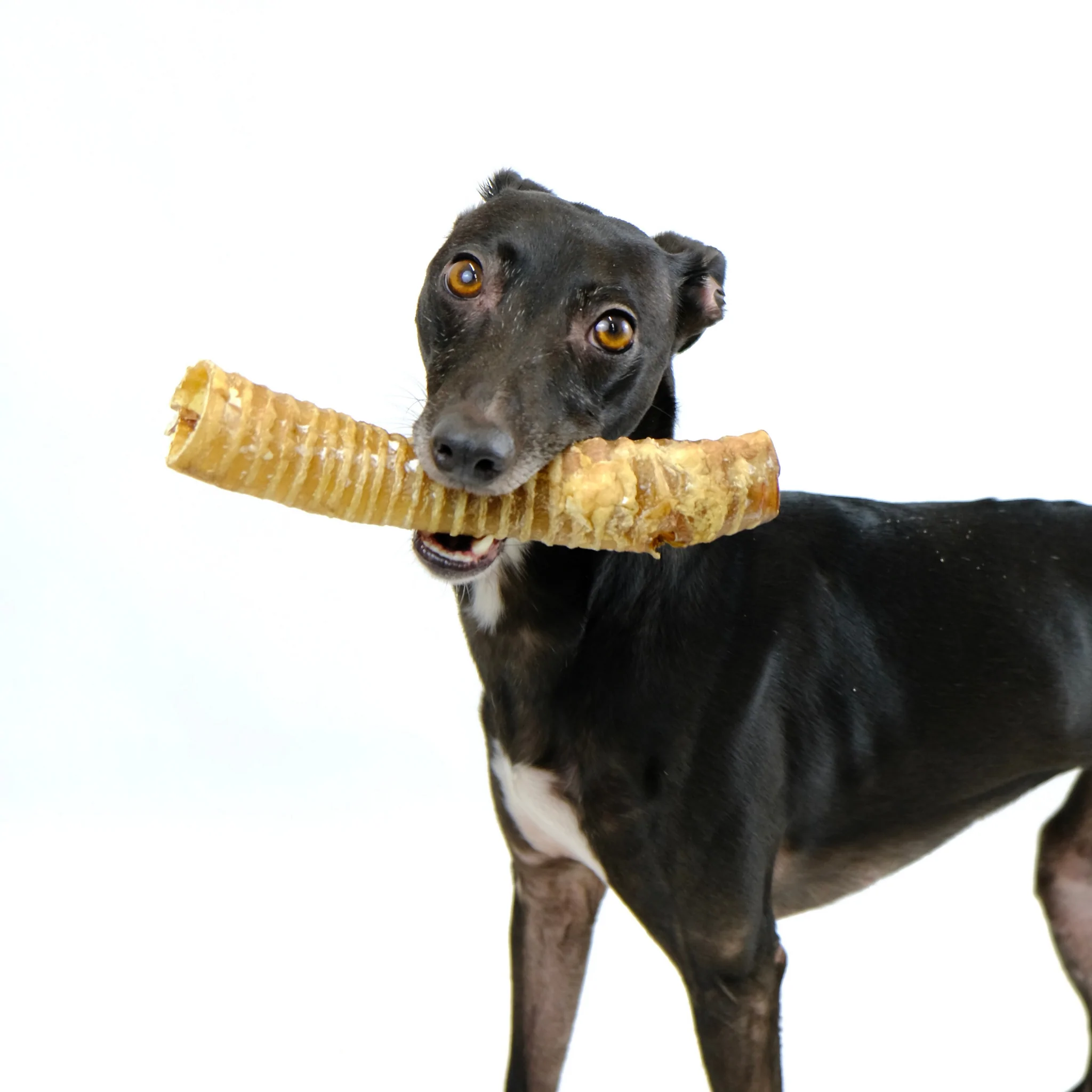 Are Beef Trachea and Gullet Good for Dogs?