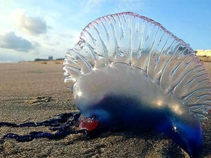 Carabela portuguesa azul y transparente sobre la arena de una playa. Fondo con cielo despejado y colinas. Sensación de tranquilidad.