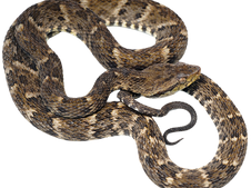 mapanare-snakebite