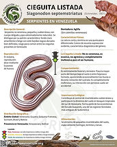 Serpiente ciega (Helminthophis flavoterminatus)