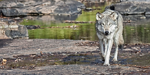 Lynn Bystrom - Getty Images.PNG