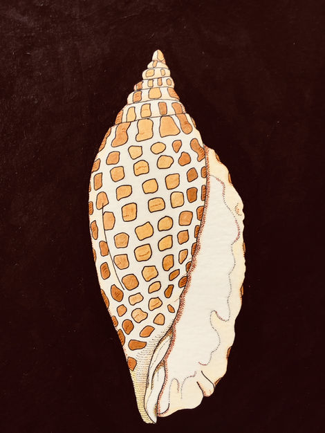 Triton Shell
