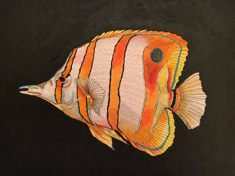 Butterfly Fish