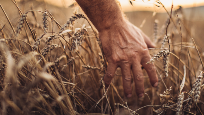 Mano masculino tocando una espiga de trigo